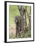 Olive Baboon Mother and Infant, Serengeti National Park, Tanzania-James Hager-Framed Photographic Print