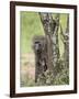 Olive Baboon Mother and Infant, Serengeti National Park, Tanzania-James Hager-Framed Photographic Print