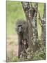 Olive Baboon Mother and Infant, Serengeti National Park, Tanzania-James Hager-Mounted Photographic Print
