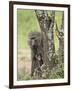 Olive Baboon Mother and Infant, Serengeti National Park, Tanzania-James Hager-Framed Photographic Print