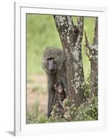 Olive Baboon Mother and Infant, Serengeti National Park, Tanzania-James Hager-Framed Photographic Print