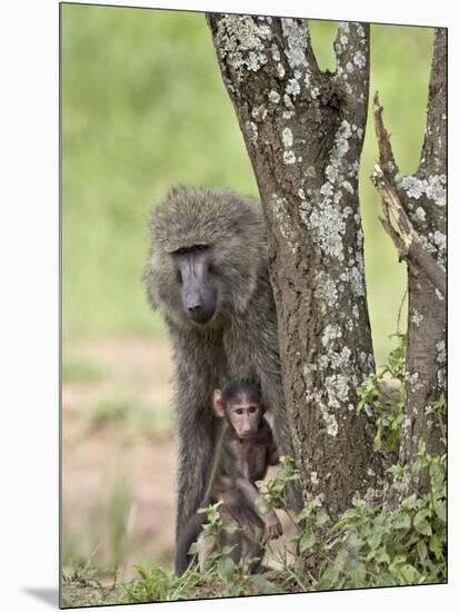 Olive Baboon Mother and Infant, Serengeti National Park, Tanzania-James Hager-Mounted Photographic Print