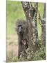 Olive Baboon Mother and Infant, Serengeti National Park, Tanzania-James Hager-Mounted Photographic Print