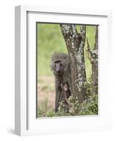 Olive Baboon Mother and Infant, Serengeti National Park, Tanzania-James Hager-Framed Photographic Print