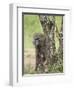 Olive Baboon Mother and Infant, Serengeti National Park, Tanzania-James Hager-Framed Photographic Print