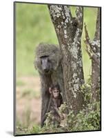 Olive Baboon Mother and Infant, Serengeti National Park, Tanzania-James Hager-Mounted Photographic Print