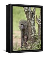 Olive Baboon Mother and Infant, Serengeti National Park, Tanzania-James Hager-Framed Stretched Canvas