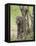 Olive Baboon Mother and Infant, Serengeti National Park, Tanzania-James Hager-Framed Stretched Canvas