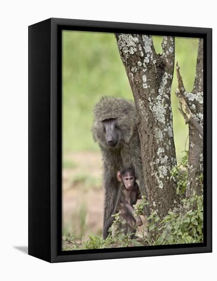 Olive Baboon Mother and Infant, Serengeti National Park, Tanzania-James Hager-Framed Stretched Canvas