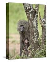 Olive Baboon Mother and Infant, Serengeti National Park, Tanzania-James Hager-Stretched Canvas