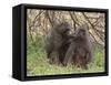 Olive Baboon (Papio Anubis), Samburu National Park, Kenya, East Africa, Africa-Sergio Pitamitz-Framed Stretched Canvas