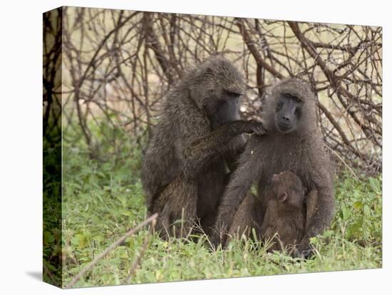 Olive Baboon (Papio Anubis), Samburu National Park, Kenya, East Africa, Africa-Sergio Pitamitz-Stretched Canvas