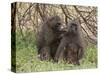 Olive Baboon (Papio Anubis), Samburu National Park, Kenya, East Africa, Africa-Sergio Pitamitz-Stretched Canvas