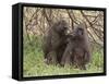 Olive Baboon (Papio Anubis), Samburu National Park, Kenya, East Africa, Africa-Sergio Pitamitz-Framed Stretched Canvas