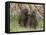 Olive Baboon (Papio Anubis), Samburu National Park, Kenya, East Africa, Africa-Sergio Pitamitz-Framed Stretched Canvas