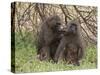 Olive Baboon (Papio Anubis), Samburu National Park, Kenya, East Africa, Africa-Sergio Pitamitz-Stretched Canvas