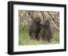 Olive Baboon (Papio Anubis), Samburu National Park, Kenya, East Africa, Africa-Sergio Pitamitz-Framed Photographic Print