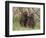 Olive Baboon (Papio Anubis), Samburu National Park, Kenya, East Africa, Africa-Sergio Pitamitz-Framed Photographic Print