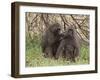 Olive Baboon (Papio Anubis), Samburu National Park, Kenya, East Africa, Africa-Sergio Pitamitz-Framed Photographic Print