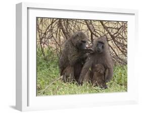 Olive Baboon (Papio Anubis), Samburu National Park, Kenya, East Africa, Africa-Sergio Pitamitz-Framed Photographic Print