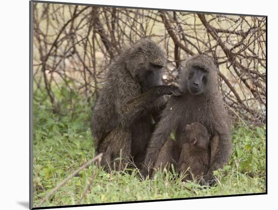 Olive Baboon (Papio Anubis), Samburu National Park, Kenya, East Africa, Africa-Sergio Pitamitz-Mounted Photographic Print