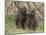 Olive Baboon (Papio Anubis), Samburu National Park, Kenya, East Africa, Africa-Sergio Pitamitz-Mounted Photographic Print
