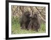 Olive Baboon (Papio Anubis), Samburu National Park, Kenya, East Africa, Africa-Sergio Pitamitz-Framed Photographic Print