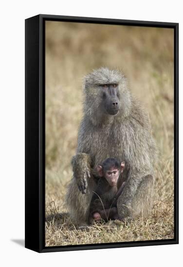 Olive Baboon (Papio Cynocephalus Anubis) Infant and Mother-James Hager-Framed Stretched Canvas