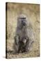 Olive Baboon (Papio Cynocephalus Anubis) Infant and Mother-James Hager-Stretched Canvas