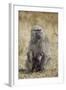 Olive Baboon (Papio Cynocephalus Anubis) Infant and Mother-James Hager-Framed Photographic Print