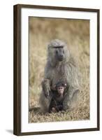 Olive Baboon (Papio Cynocephalus Anubis) Infant and Mother-James Hager-Framed Photographic Print