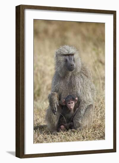 Olive Baboon (Papio Cynocephalus Anubis) Infant and Mother-James Hager-Framed Photographic Print