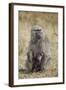 Olive Baboon (Papio Cynocephalus Anubis) Infant and Mother-James Hager-Framed Photographic Print