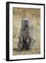 Olive Baboon (Papio Cynocephalus Anubis) Infant and Mother-James Hager-Framed Photographic Print