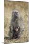 Olive Baboon (Papio Cynocephalus Anubis) Infant and Mother-James Hager-Mounted Photographic Print