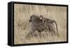 Olive Baboon (Papio Cynocephalus Anubis) Infant Riding-James Hager-Framed Stretched Canvas