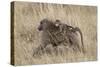 Olive Baboon (Papio Cynocephalus Anubis) Infant Riding-James Hager-Stretched Canvas