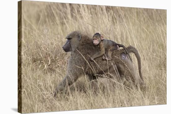 Olive Baboon (Papio Cynocephalus Anubis) Infant Riding-James Hager-Stretched Canvas