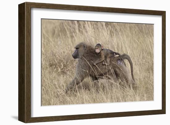 Olive Baboon (Papio Cynocephalus Anubis) Infant Riding-James Hager-Framed Photographic Print