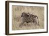 Olive Baboon (Papio Cynocephalus Anubis) Infant Riding-James Hager-Framed Photographic Print