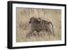 Olive Baboon (Papio Cynocephalus Anubis) Infant Riding-James Hager-Framed Photographic Print