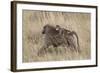 Olive Baboon (Papio Cynocephalus Anubis) Infant Riding-James Hager-Framed Photographic Print