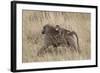 Olive Baboon (Papio Cynocephalus Anubis) Infant Riding-James Hager-Framed Photographic Print