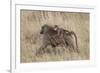 Olive Baboon (Papio Cynocephalus Anubis) Infant Riding-James Hager-Framed Photographic Print
