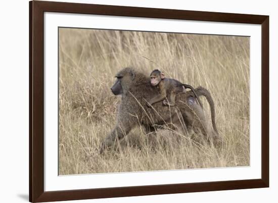 Olive Baboon (Papio Cynocephalus Anubis) Infant Riding-James Hager-Framed Photographic Print