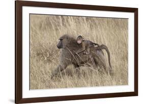 Olive Baboon (Papio Cynocephalus Anubis) Infant Riding-James Hager-Framed Photographic Print