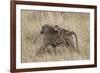 Olive Baboon (Papio Cynocephalus Anubis) Infant Riding-James Hager-Framed Photographic Print