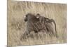 Olive Baboon (Papio Cynocephalus Anubis) Infant Riding-James Hager-Mounted Photographic Print