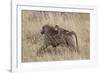 Olive Baboon (Papio Cynocephalus Anubis) Infant Riding-James Hager-Framed Photographic Print