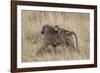 Olive Baboon (Papio Cynocephalus Anubis) Infant Riding-James Hager-Framed Photographic Print